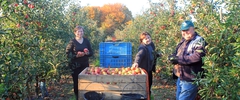 Unsere fleißigen Mitarbeiter bei der Apfelernte
